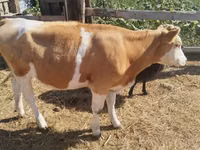 Kuh, Simmental cattle — Foto 1