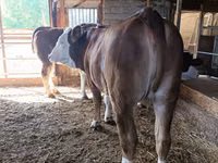 Kuh, Latvian Blue cattle — Foto 3