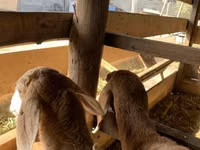 Schaf, Arashan sheep — Foto 4