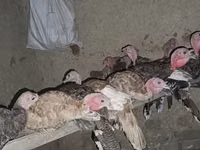 Turkeys — Foto 4