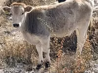 गाय, मवेशी — फ़ोटो 3