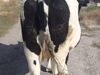 Kuh, Russian Black pied cattle — Foto 2