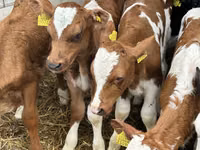 Rinder (Partie, Geschlecht nicht angegeben), Russian Black pied cattle — Foto 7