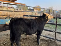 Bulle, Simmental cattle — Foto 8