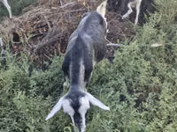 Ешкі, Alpine goat — 4-сурет