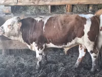 Toro, Ganado vacuno — foto 6