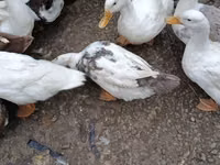 Deutscher Pekin — Foto 2