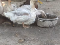 روان — الصورة 4