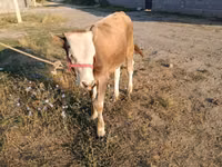 公牛, Cattle — 照片 1