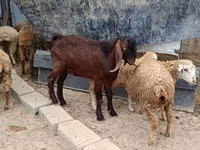 Cabro, Damask goat — foto 1
