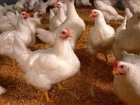 Chickens — Foto 2
