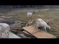 母山羊, Saanen goat — 照片 2