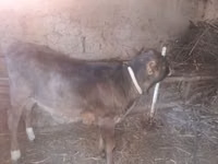 सांड, मवेशी — फ़ोटो 2