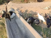 Turkeys — 6-rasm