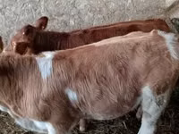 公牛, Limousin cow — 照片 3