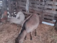 Cabra, Nubian Goat — foto 2