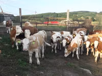 Bulle, Simmental cattle — Foto 3