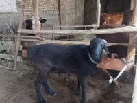 Ram, Sheep — photo 1