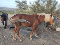 Yegua, Caballos — foto 5