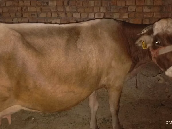 Kuh, Ukrainian Brown Dairy Cattle