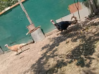 Geese — Foto 3