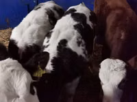 ثور, Simmental cattle — الصورة 6