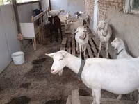 تيس, الماعز — الصورة 3