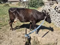 Уй эти (партия, жынысы көрсөтүлгөн эмес), Сиырлар — сүрөт 4