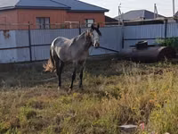 Hengst, Orlov Trotter — Foto 2