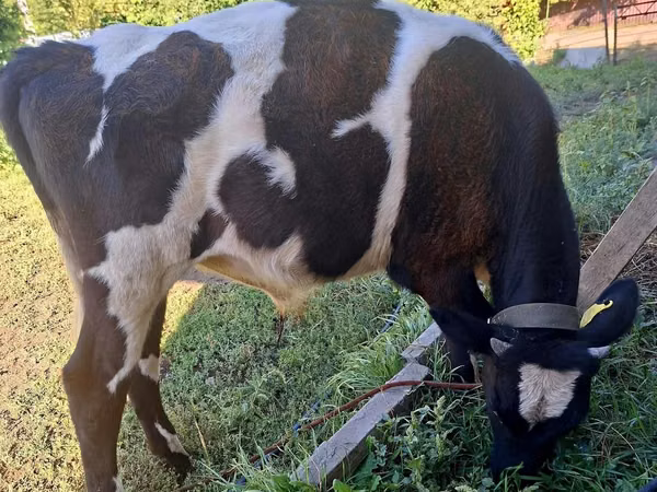 Rinder (Partie, Geschlecht nicht angegeben), Russian Black pied cattle — Kasachstan