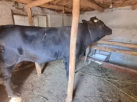 ثور, الماشية — الصورة 2