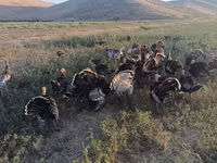 Turkeys — photo 6