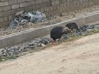 Turkeys — Foto 2