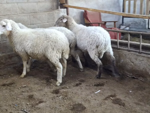Schaf, Merino sheep