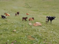 गाय, Latvian Blue cattle — फ़ोटो 3