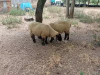 Қошқар, White Suffolk sheep — 3-сурет