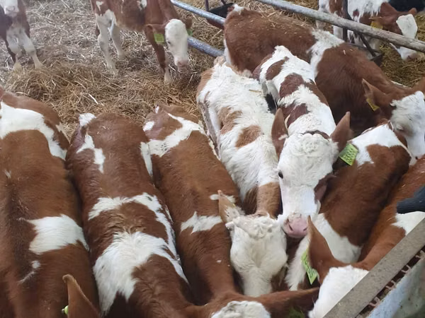 أبقار (دفعة، الجنس غير محدد), Simmental cattle