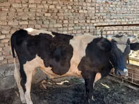 公牛, Russian Black pied cattle — 照片 1