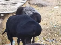 Qoʻchqor, Hissar sheep — 6-rasm