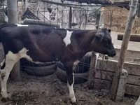 母牛, Holstein breed — 照片 2