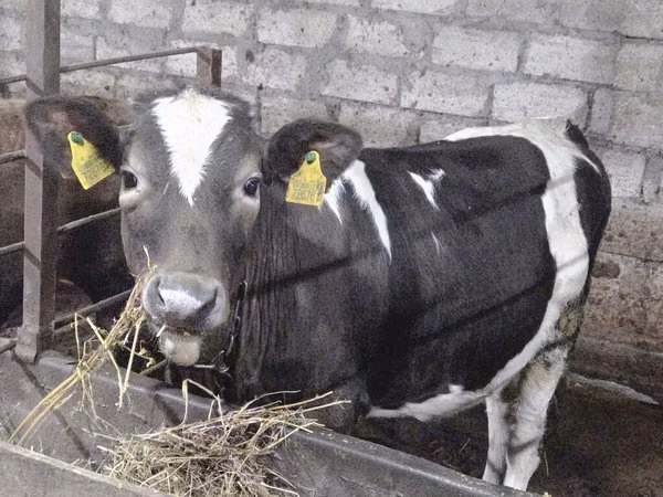 गाय, गोलस्टीन नस्ल