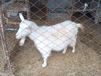 Ziege, Saanen goat — Foto 2