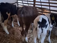 公牛, Cattle — 照片 3