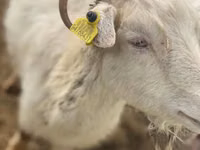 母山羊, Saanen goat — 照片 1