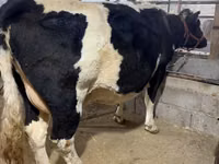 Kuh, Holstein-Rasse — Foto 2
