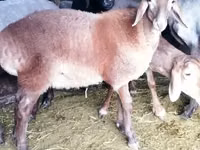 Carnero, Rhon sheep — foto 8