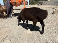 Billy Goat, Goats — photo 2