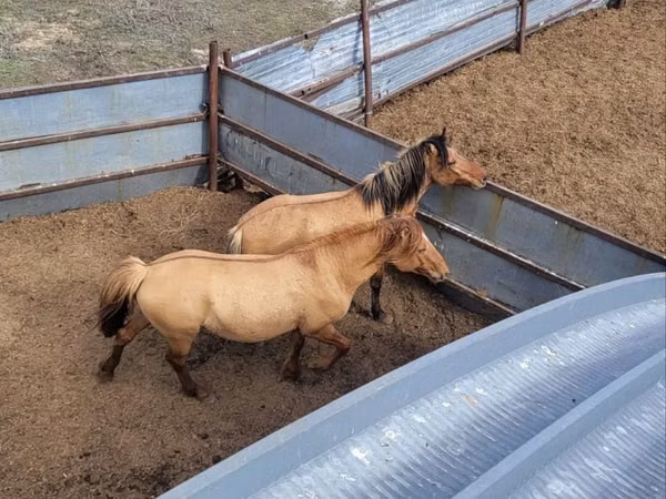 حصان, Mugalzhar horse — كازاخستان