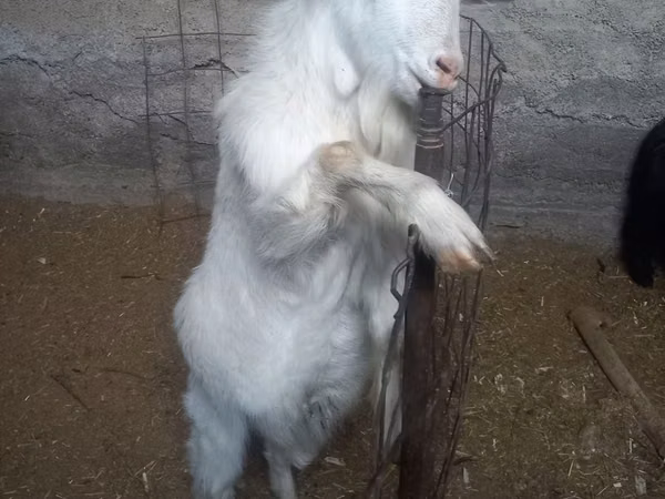 عنزة, Alpine goat