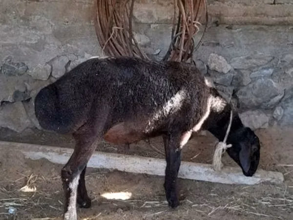 كبش, الأغنام — أوزبكستان